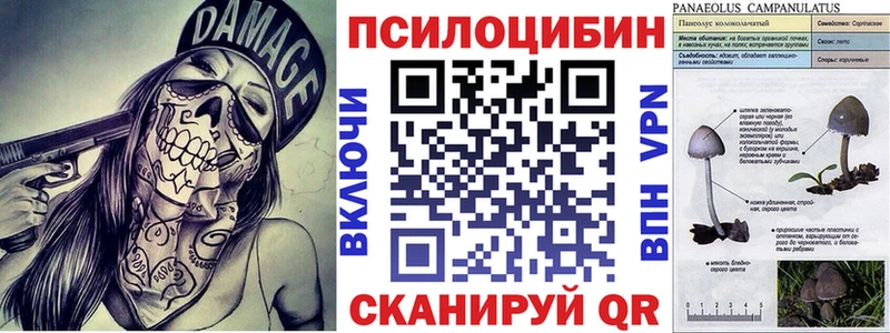 как найти Краснозаводск дарк нет состав Псилоцибиновые грибы мицелий